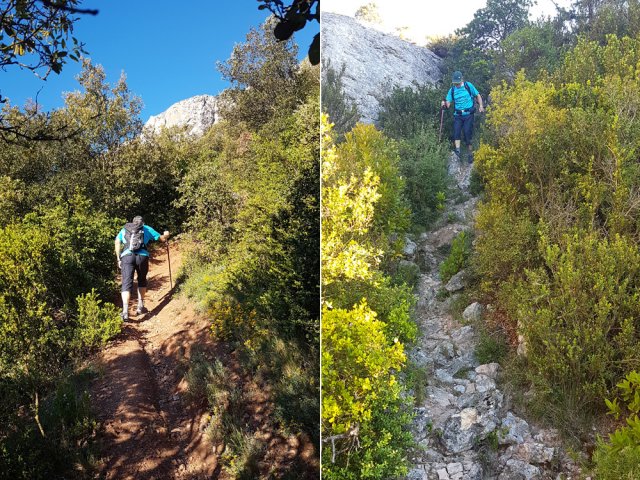 Des portions de sentier dans la végétation classique de la région