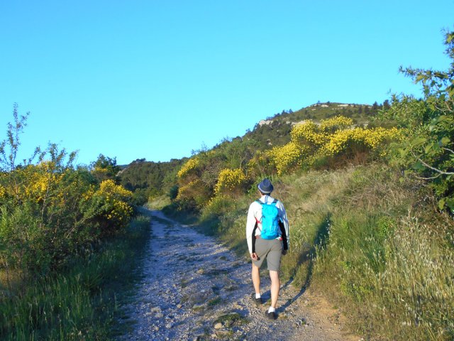 Les premiers rayons du soleil font ressortir le jaune des genêts
