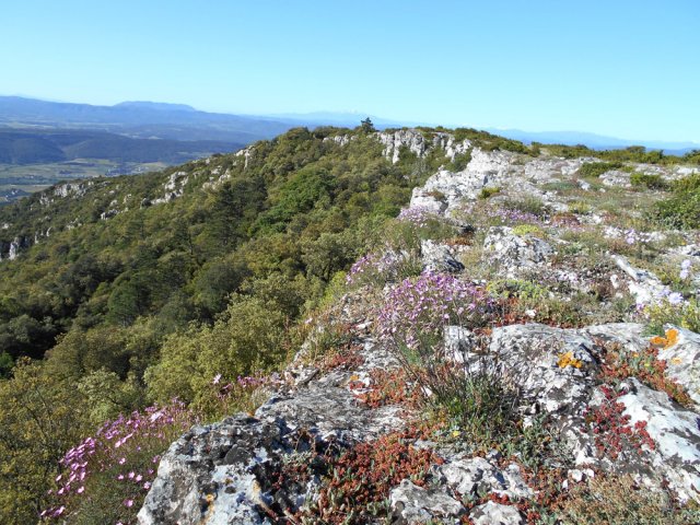 Festival de couleurs de fleurs malgré le vent et l'aridité du sol