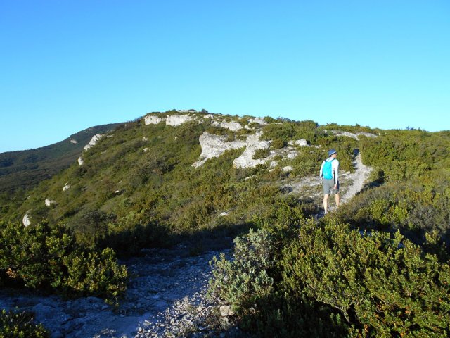 Les buis se font plus nombreux à l'approche du Roc Gris
