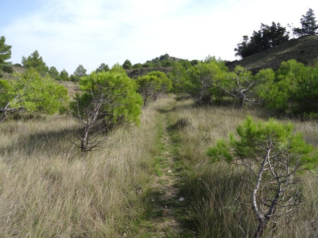 Des petits sentiers partent dans toutes les directions