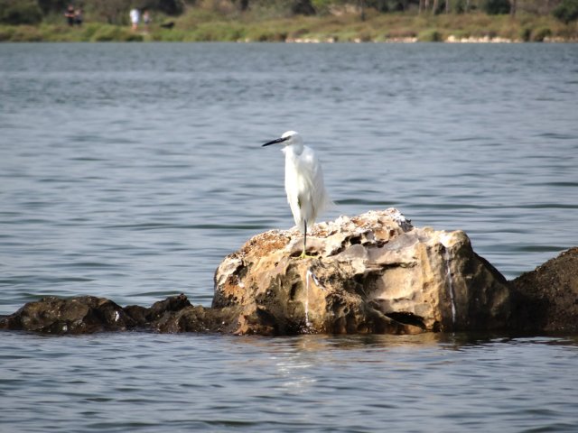 Une aigrette peut rester des heures sur une seule patte