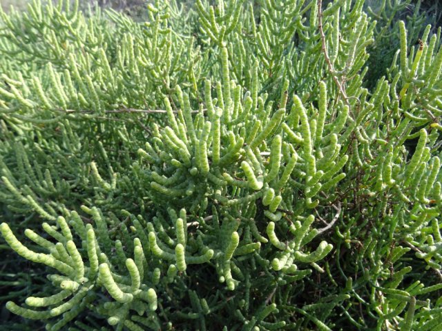 Magnifiques plantes qui adorent les terrains salés