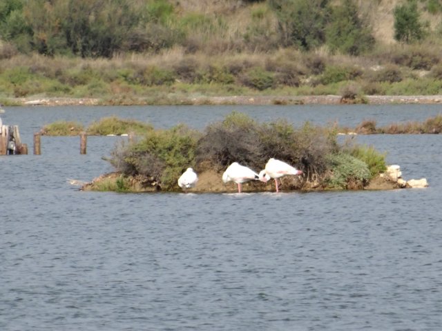Quelques flamands roses restent à demeure autour du marais salant