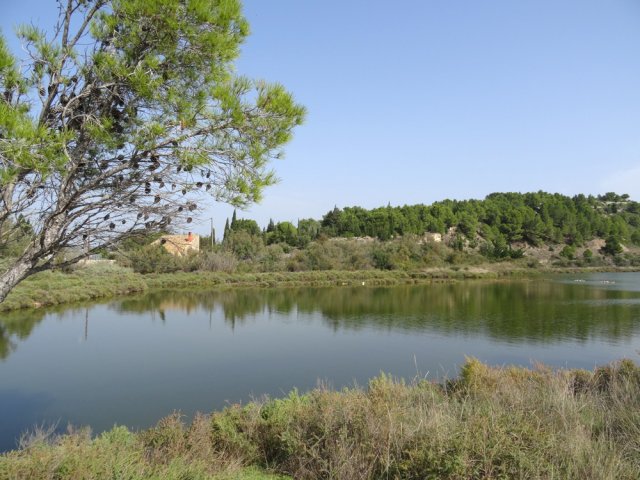 Quelques pins ont réussi à supporter l'excès de sel