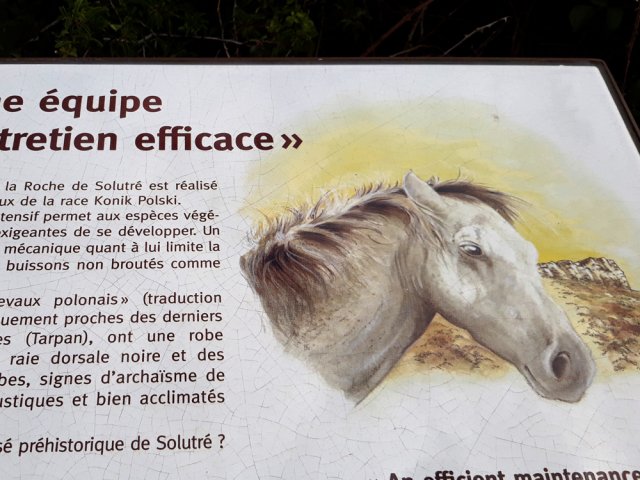Panneau explicatif sur les chevaux paisibles qu'on voit dans la prairie