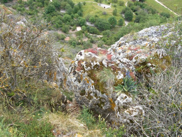Des plantes uniques vivent en ce lieu