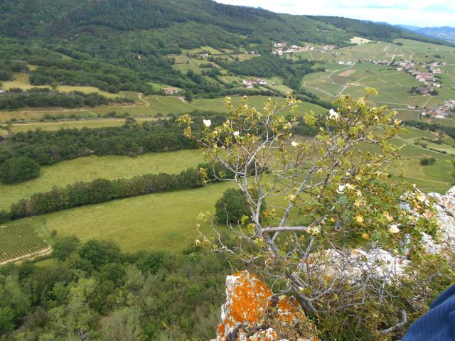 La vigne n'a pas encore envahi tout le territoire