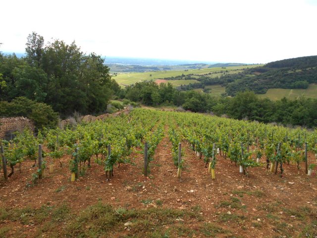 D'autres vignes avant d'entamer la montée
