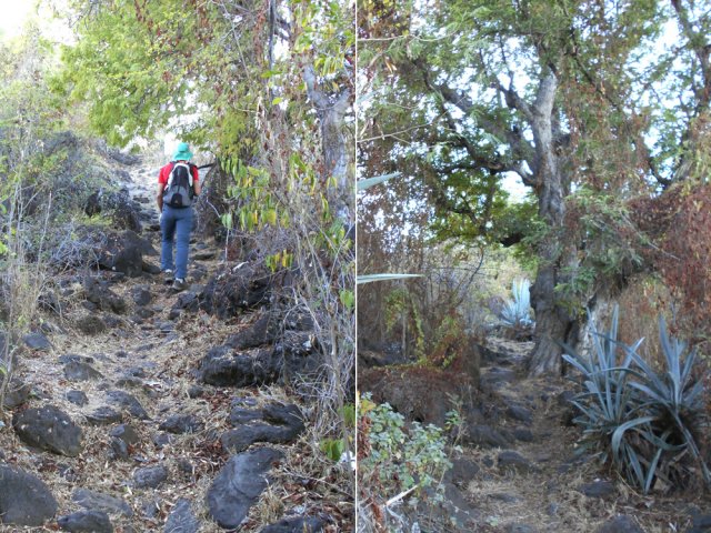 Le sentier Canal, très caillouteux sous les tamarins