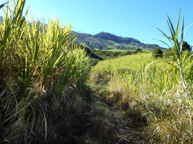 Une autre piste de Montausé dans les cannes à sucre