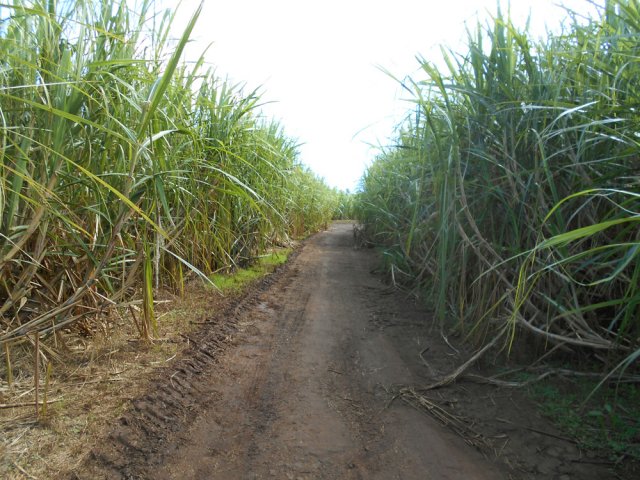 Le Chemin Quatre Sous dans les cannes à sucre