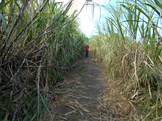 Le chemin se rétrécit d'année en année