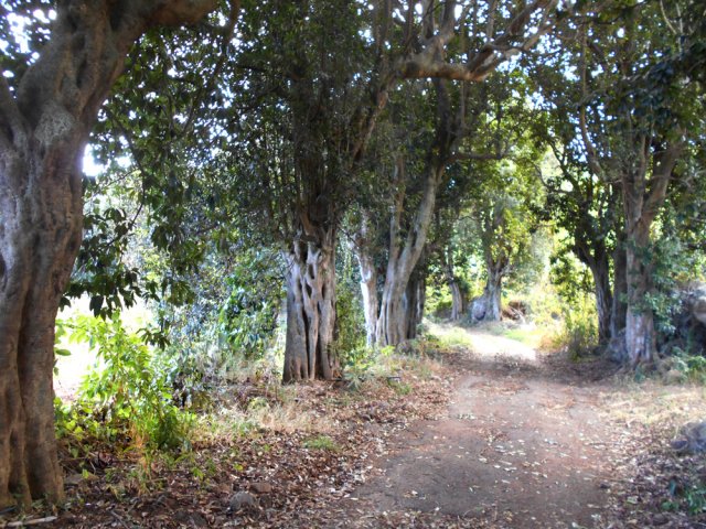 La fameuse allée bordée de bois rouges en fin de descente