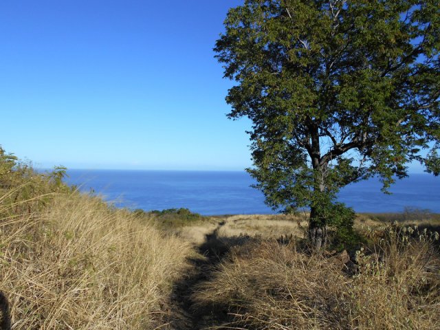 Raccourci dans les herbes pour éviter les lacets de Cap Lelièvre