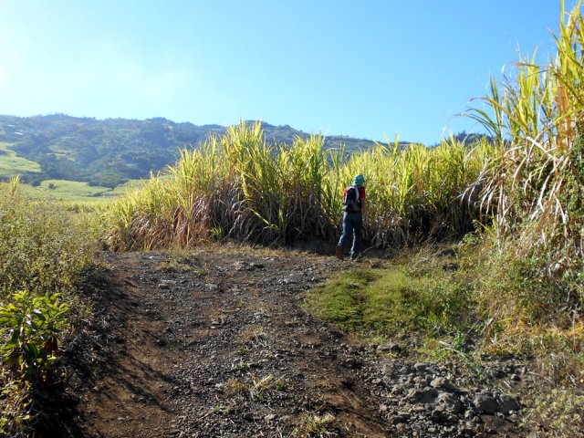 Les cannes à sucre de Lauret sur des pistes en très bon état