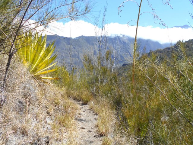 Début de la montée vers l'Îlet Haute sur un sentier bordé de petits filaos