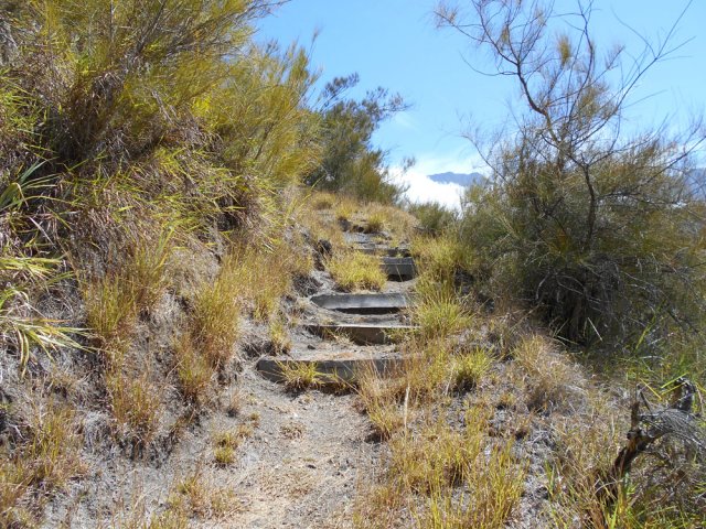 Plus haut les filaos ont plus de mal à pousser