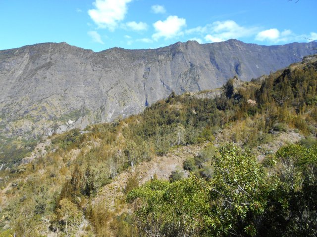 Les filaos retiennent le sol friable