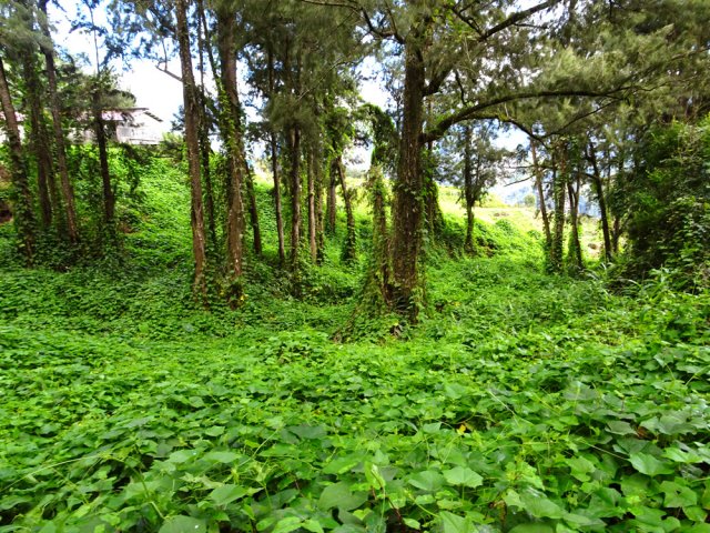Vaste champ de chouchous au départ de la montée