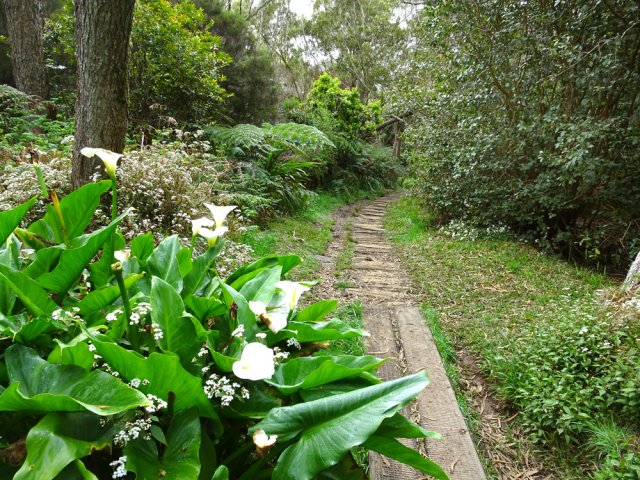 Profiter de ces portions sèches et propres dans les arums