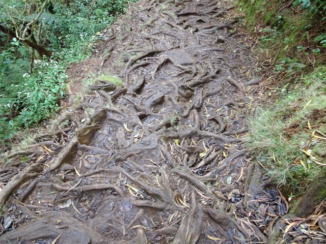 Les racines de cryptomerias mêlées à la boue sont encore plus glissantes