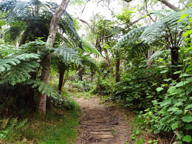 Partout des fanjans entre le gîte et l'allée cavalière