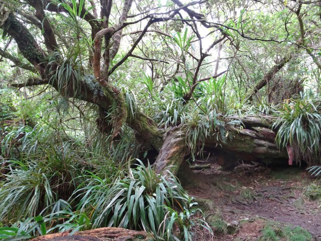 Courte visite à la Reine des Tamarins