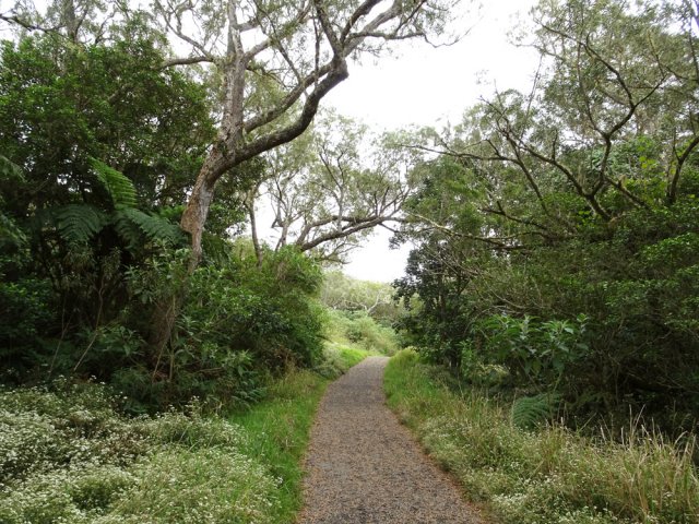 Passage obligé sur l'allée cavalière pour rejoindre le début du sentier