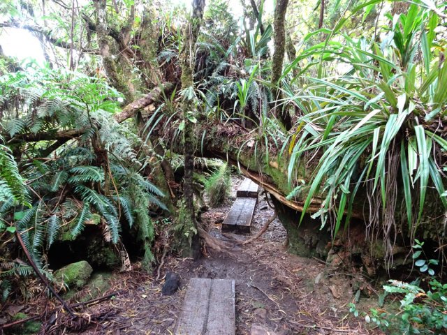 A son début, le sentier du Trou de Fer est propre et agréable