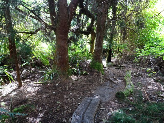 En chemin on rencontre quelques clairières