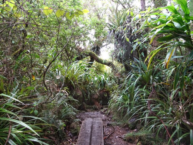 La forêt primaire attire autant que le Trou de Fer