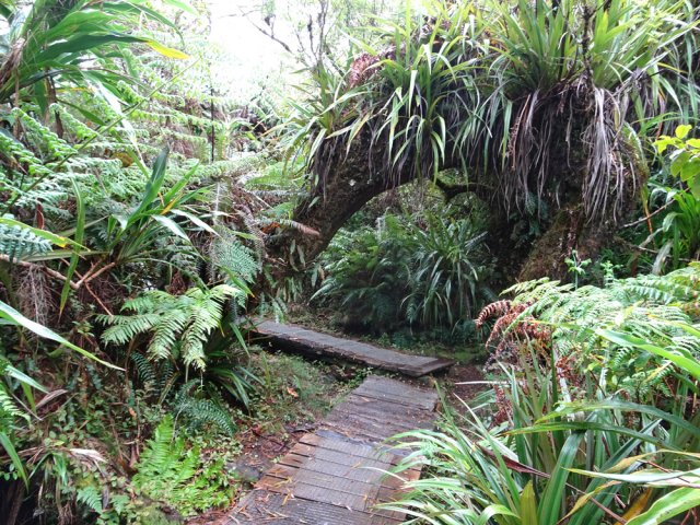 Le sentier qui ramène à l'allée cavalière