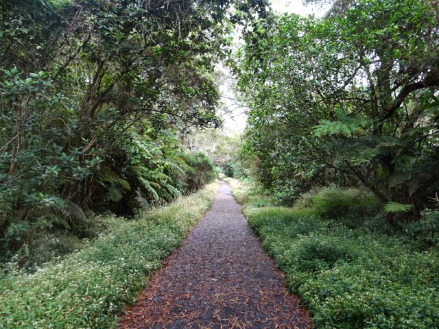 L'allée cavalière, bordée de jouvences, évite la boue du sentier pris à l'aller
