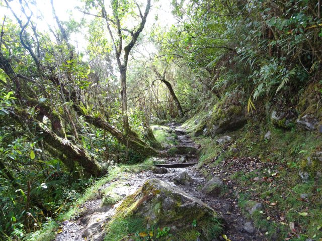Quelques portions plates dans les bois de couleurs