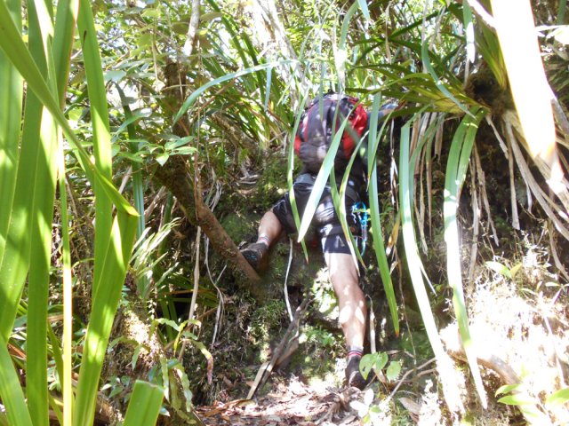 De véritables marches de 1,50 m facilitées par les arbres