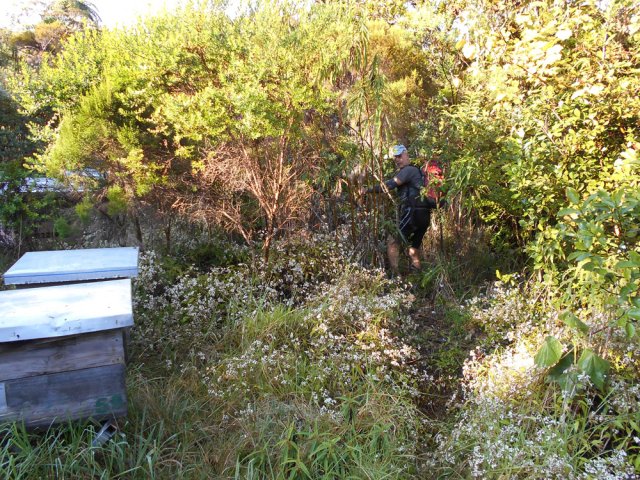 Le départ du sentier juste derrière les ruches