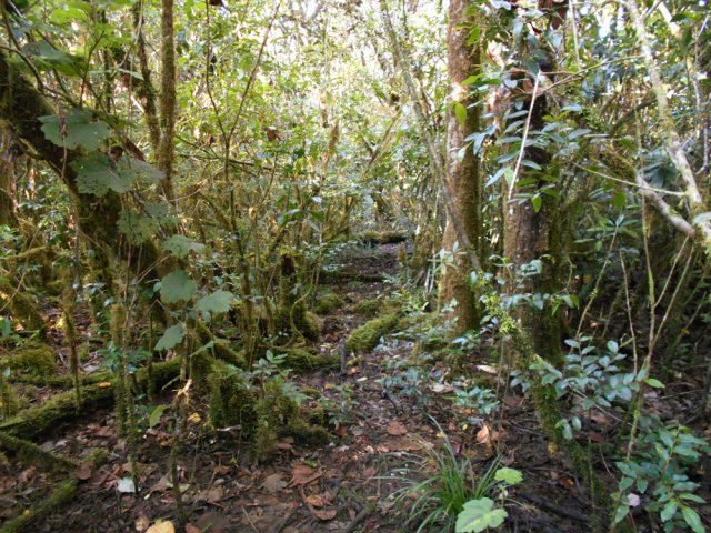 La vigne marronne commence son invasion par endroits