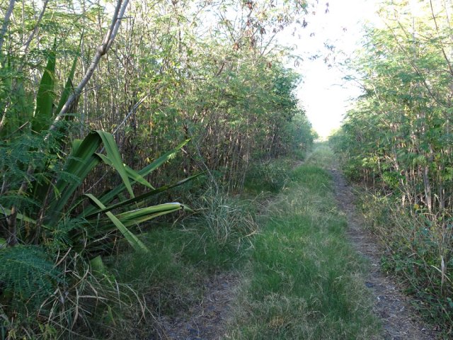 La piste herbeuse qui longe un petit canal abandonné