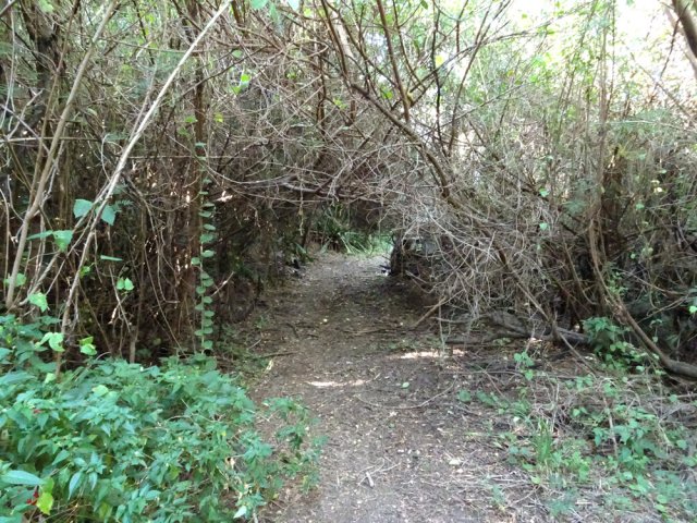 Un passage plus végétalisé mais très fréquenté
