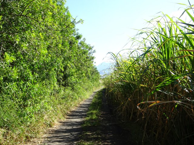 Longue portion dans les cannes pour rejoindre la ville