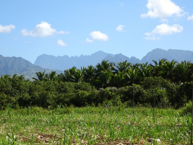 Une cocoteraie sur la gauche entoure une propriété privée