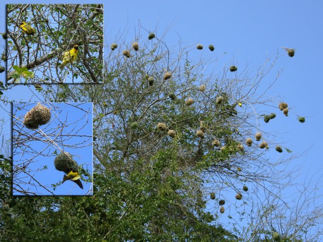 Deux ou trois nids de tisserins au sol pour un seul accroché dans les branches