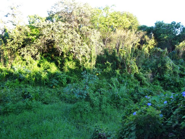 La ravine des Cabris est envahie par la végétation