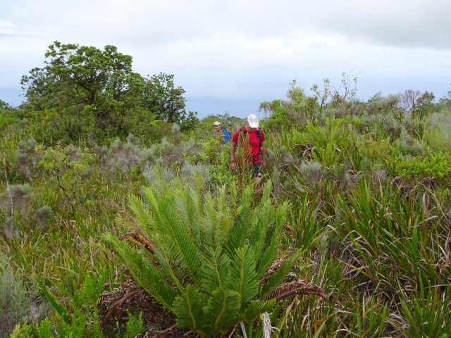 Le sentier disparaît sous les sabres qui ont grandi depuis le départ