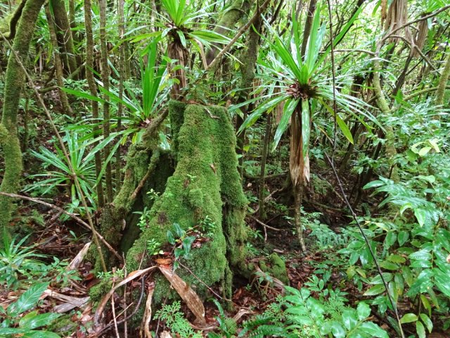 Des vestiges de bois de couleurs recouverts de mousse