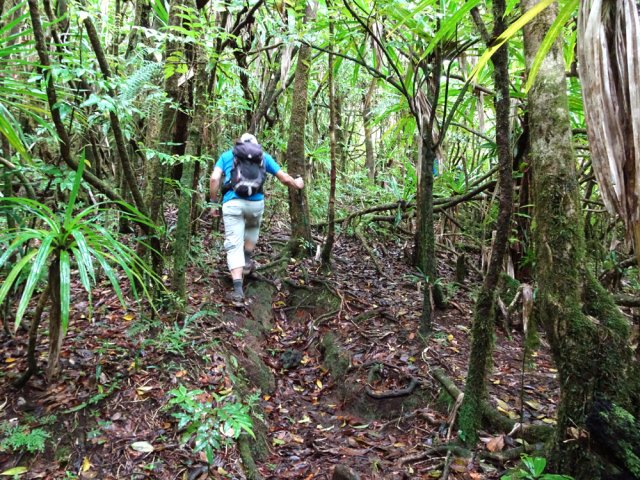 En forêt ordinaire, le passage est facile à retrouver