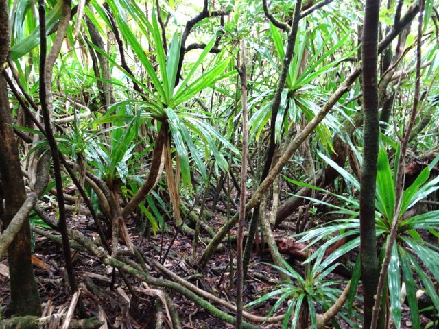 Des pimpins (pandanus) aux longs troncs tortueux