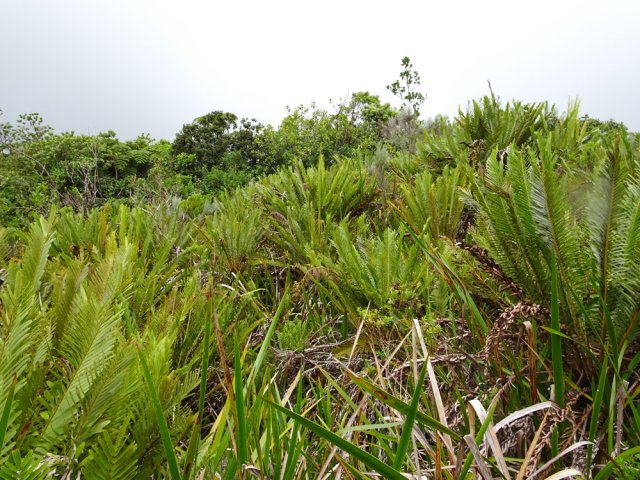 Avec les années, les fausses osmondes peuvent atteindre de belles hauteurs
