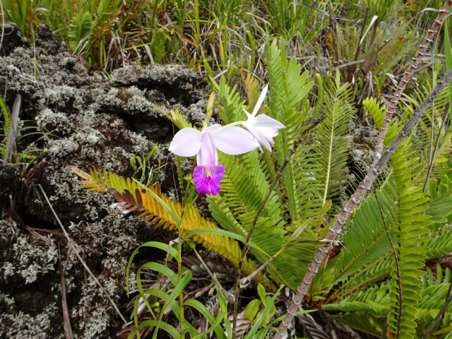 A certains endroits les orchidées bambou pourraient être considérées comme envahissantes